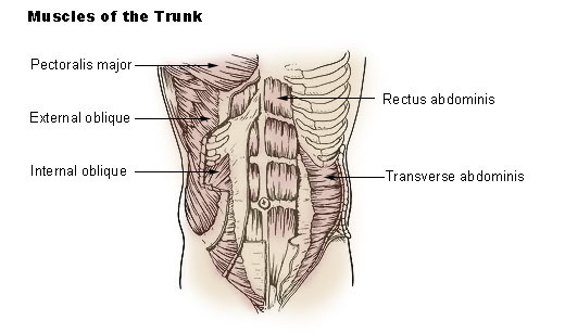 abdominal muscles diagram